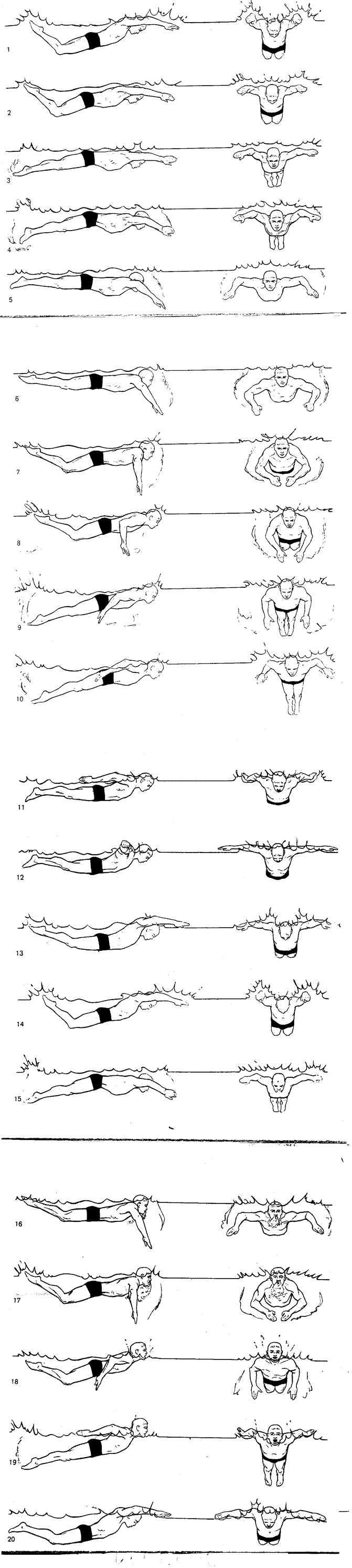 Disegni sulla tecnica del delfino